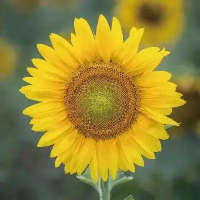 绝美的花儿,非常适合做微信头像壁纸!