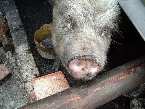 猪坚强去世多图回顾它顽强的一生