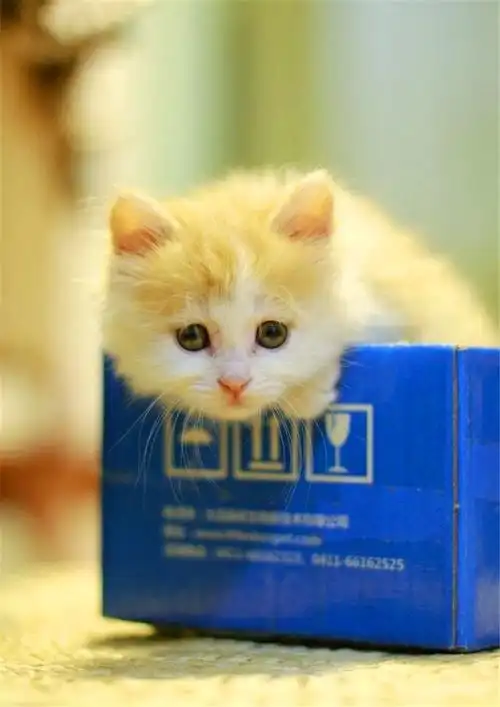 小奶猫嗷嗷待哺,可怜巴巴的简直萌死人,谁不想要这么一个小可爱