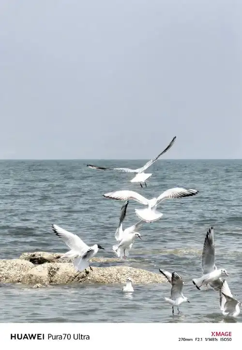 在全新升级的超聚光伸缩摄像头的拍摄下,帆船,大海,海鸥好似就在眼前