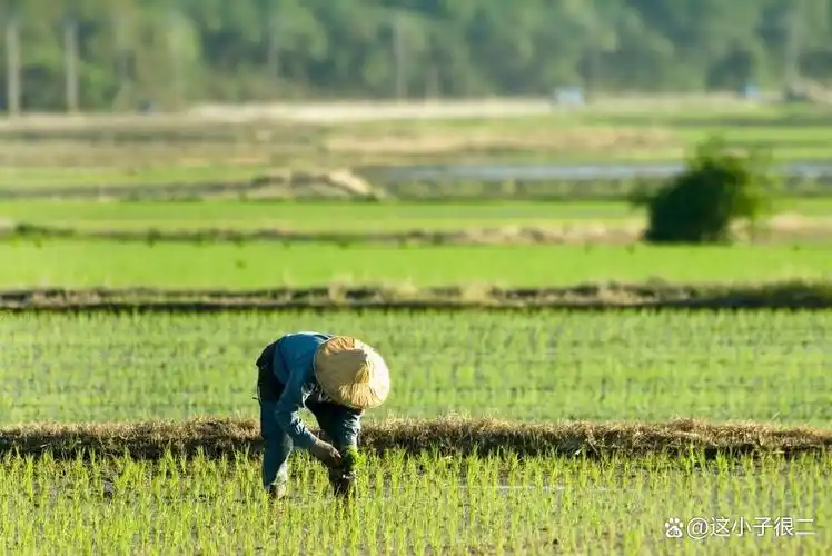 边的钩子便出去了还没勾呢心中便已经想着了槐花闷饭的香味了长长的