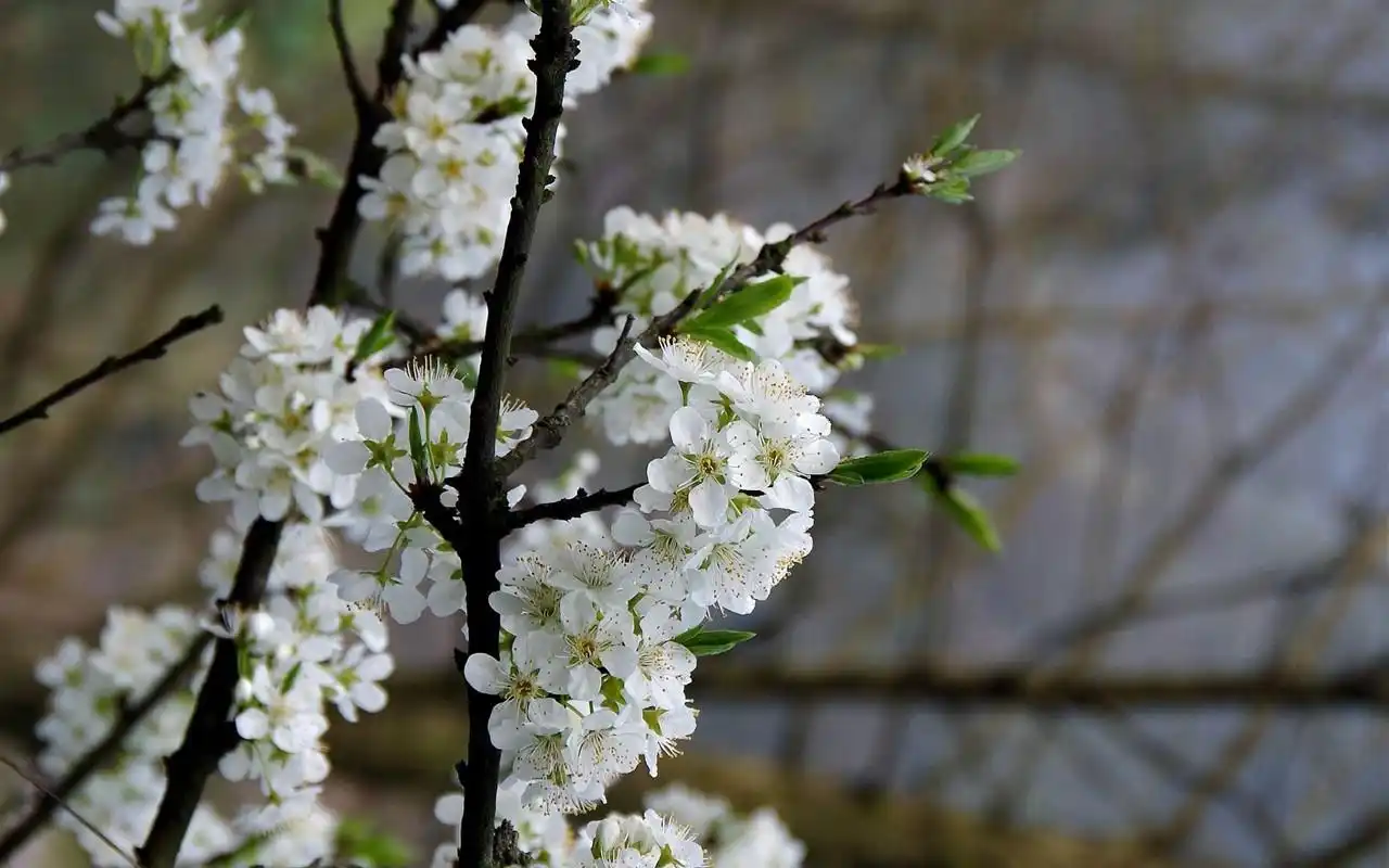 清新唯美的梨花图片桌面壁纸下载
