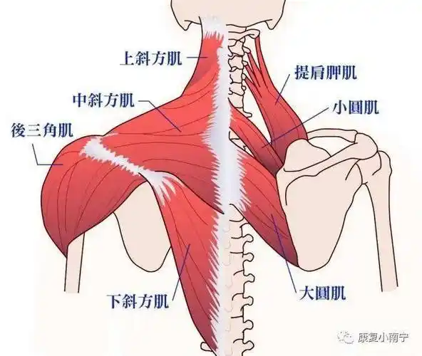 为什么紧绷的颈肩肌肉无法放松下来