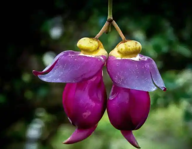 千奇百怪有许多花花草草都长得特别像小动物,可爱无比美丽无限_花朵