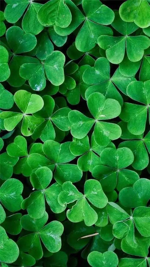 锁屏壁纸|2020年祝你们快乐!