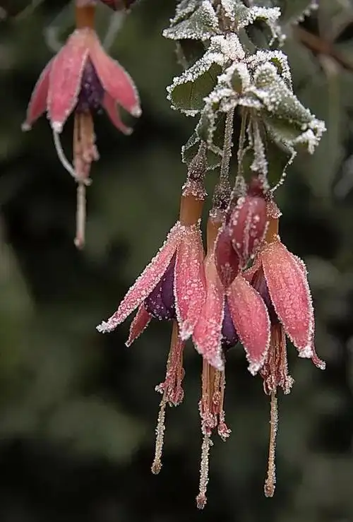 美丽动人雪中花惊艳世俗的美
