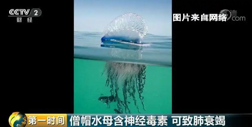 僧帽水母含神经毒素可致肺衰竭