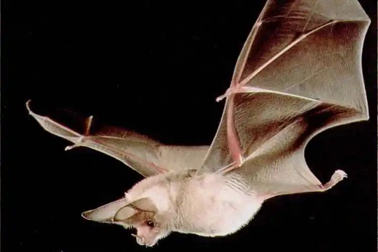 小蝙蝠亚目