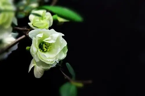 绿萼贴梗海棠花