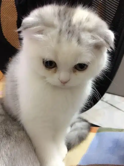 你见过最萌的猫咪萌照是哪张?