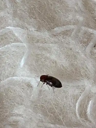 请各路大神帮我看看这是什么虫子?床单上棉絮上都是 家里有一只猫 有