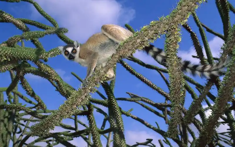 宽屏动物合集 第十辑-动物壁纸-高清动物图片-第13图-娟娟壁纸