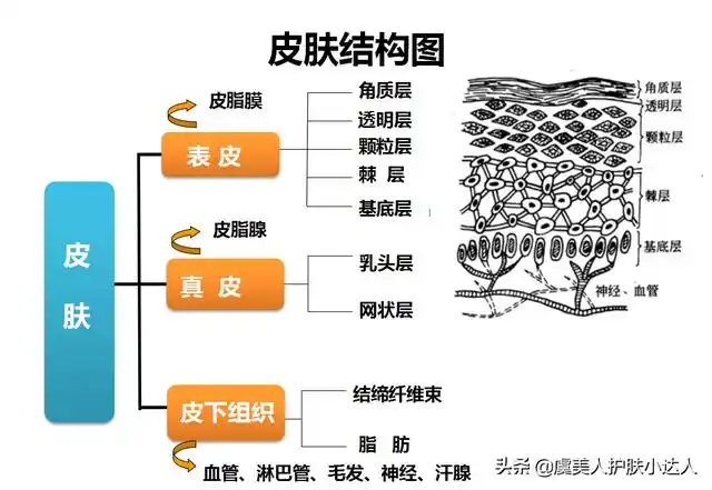 真皮层在皮下多少mm,皮肤解剖层次(皮肤分为几层大家知道吗)_犇涌向乾