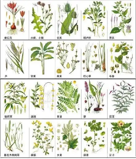 中草药图谱(建议收藏)