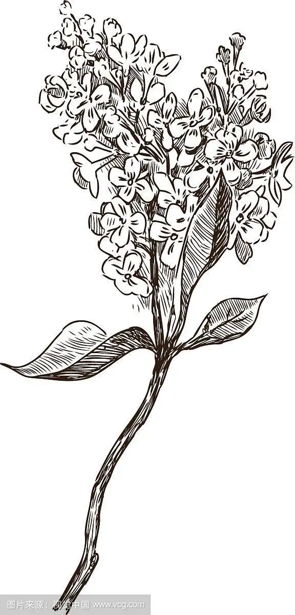 丁香花枝素描