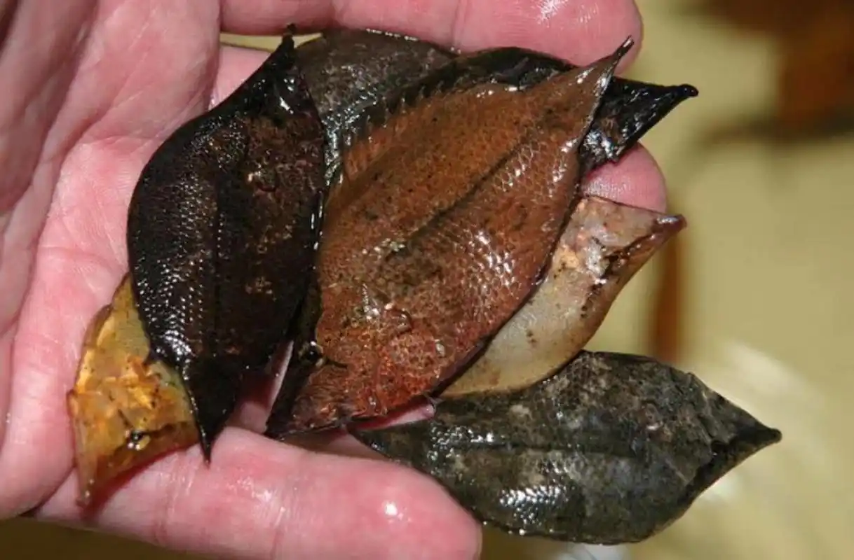 你不要骗我 明明是树叶子非说是鱼