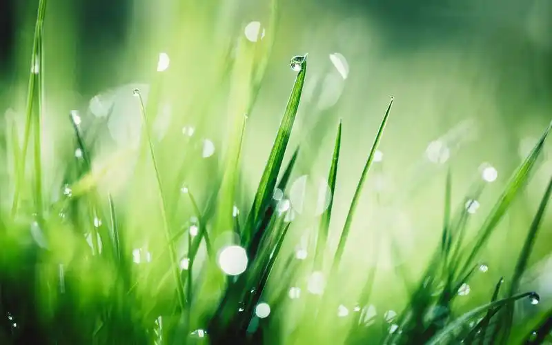 养眼绿色意境壁纸,高清图片,电脑桌面-壁纸族
