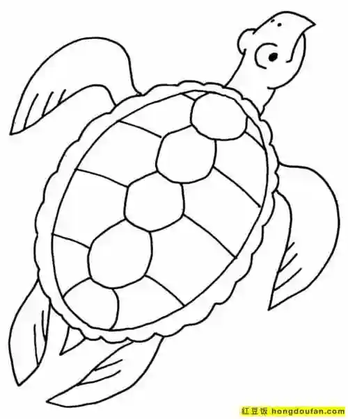5到8岁小朋友们最喜欢的小乌龟宠物卡通涂色-红豆饭小学生简笔画大全
