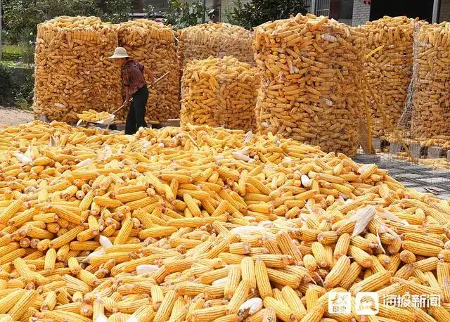 枣庄:遍地金黄粮满仓