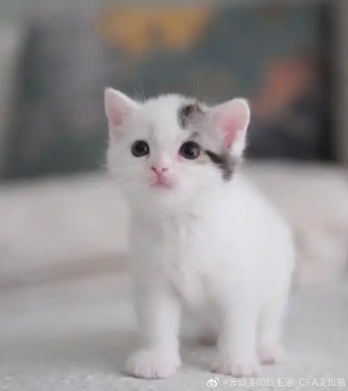 美国短毛猫##美短加白##赛级美短加白##cfa美短加白##美短高白##美短