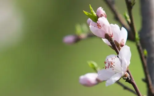 唯美初春桃花高清桌面壁纸