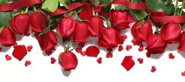 绽放防疫一线的"铿锵玫瑰"