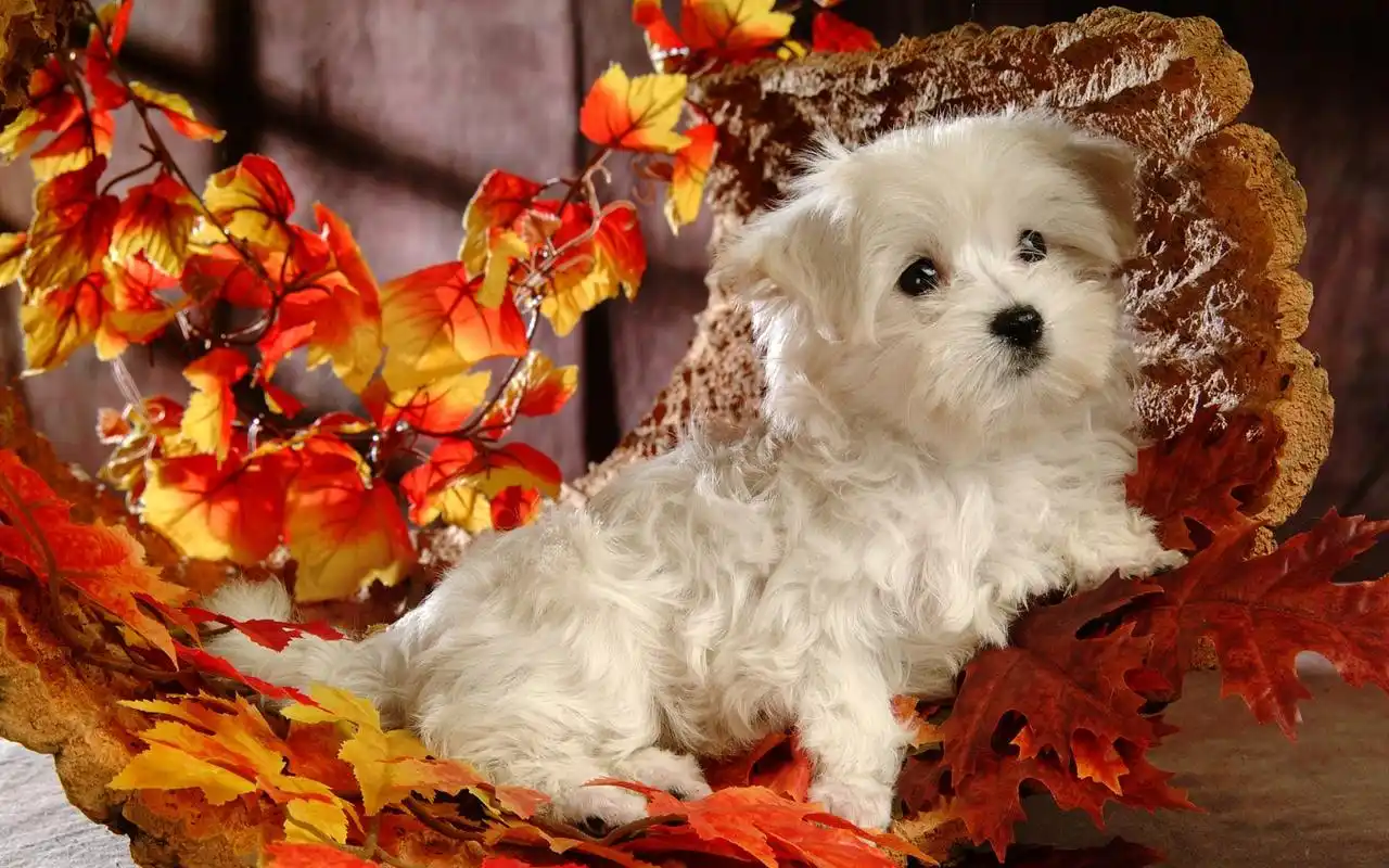 可爱狗狗萌照高清壁纸6