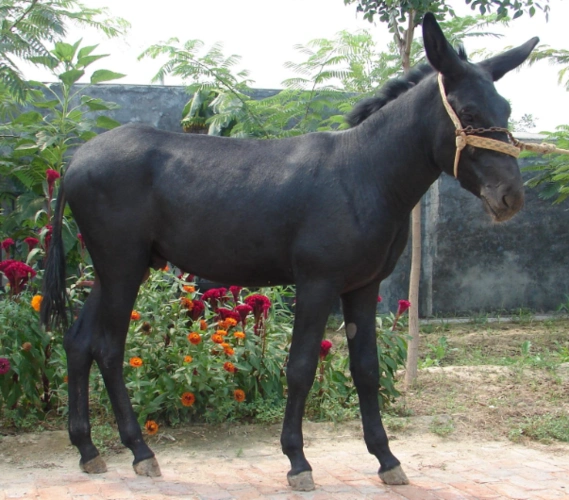 2.中型品种:庆阳驴,云南驴,淮阳驴,泌阳驴,佳米驴;1.