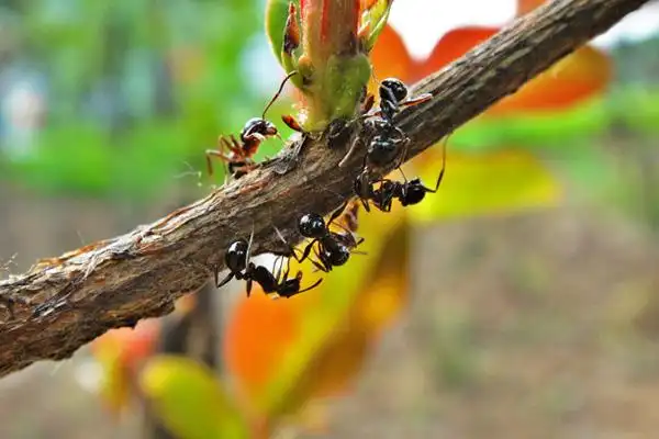 蚂蚁上树(摄影)