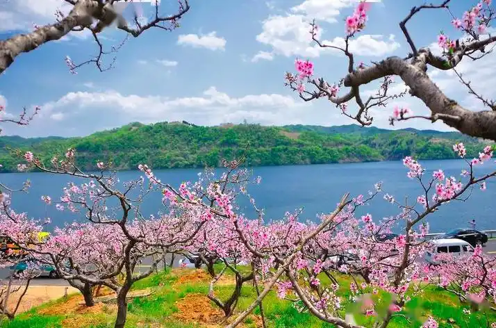 剧中的白浅上神,衣袂飘飘,华若桃李,来自云南普者黑的桃林仙境是不是