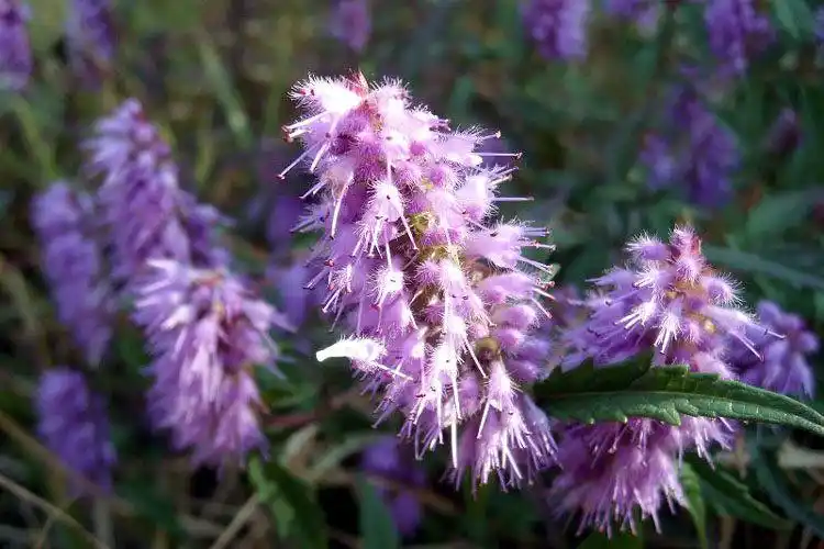 香薷的栽培管理方法_花与草_社区_115,一生相伴