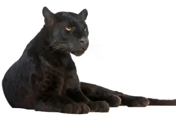 世界上最帅最酷动物