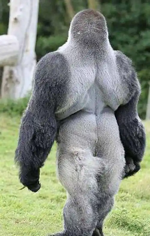 棋逢对手还是送餐上门银背大猩猩和老虎相搏谁能够兵不血刃