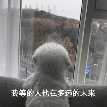 我等的人他在多远的未来(汪星人表情包)_汪星人_多远_未来表情