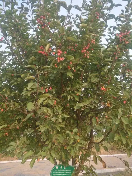 路边一颗海棠树结的果挺漂亮