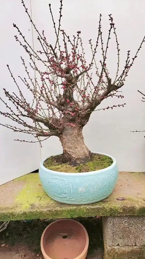 原生骨里红梅花