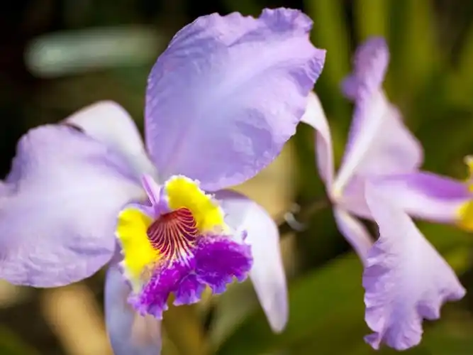 紫兰花-令人惊叹的鲜花摄影壁纸