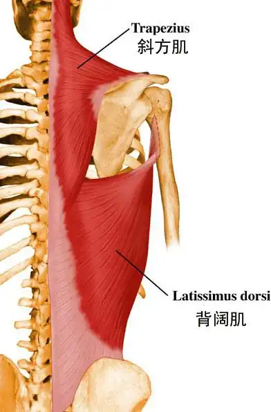 斜方肌解剖图