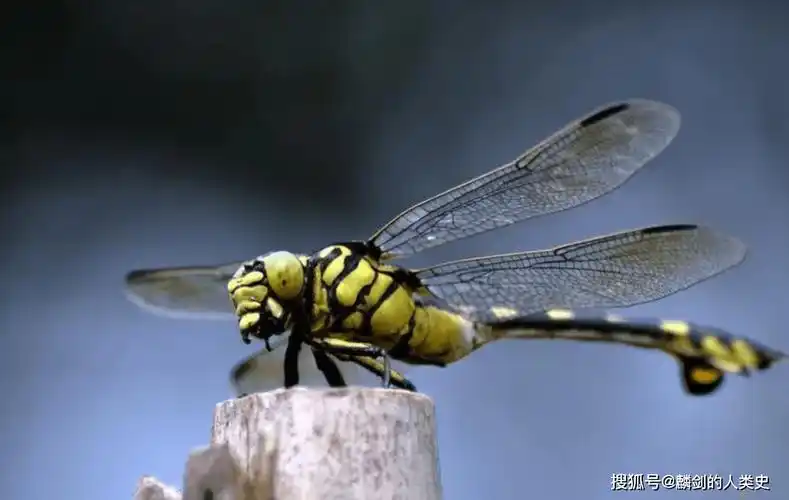【动物界全系列】有翅亚纲—蜻蜓目_腹部_种类_昆虫