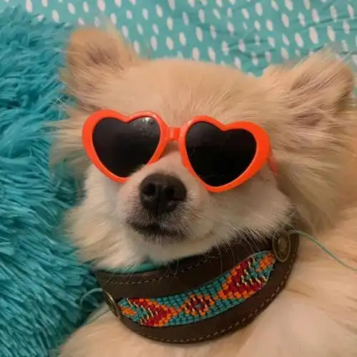 拽拽的爱心眼镜小狗头像