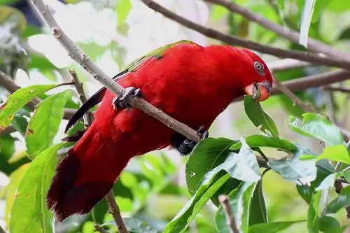 红鹦鹉查看大图曝光:1/250 sec光圈:f9.