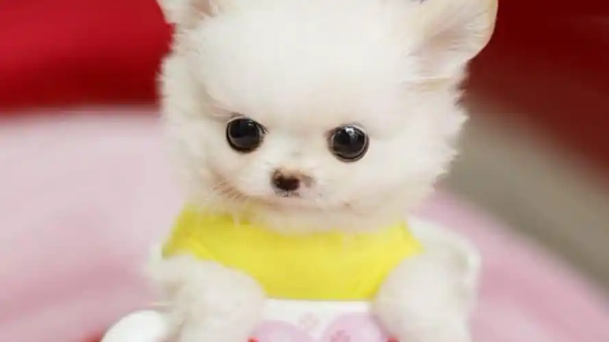 活动作品茶杯犬小小个儿2