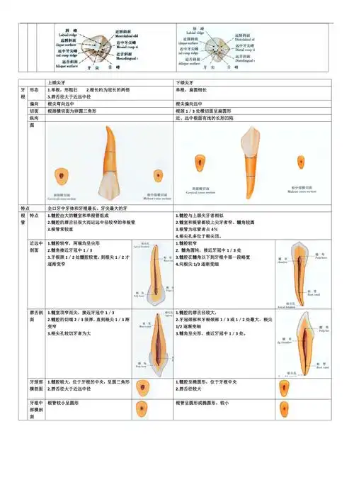 牙体形态总结:尖牙_第2页