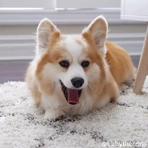 你们狗子该不是吃可爱长大的吧!怎么能这么萌?