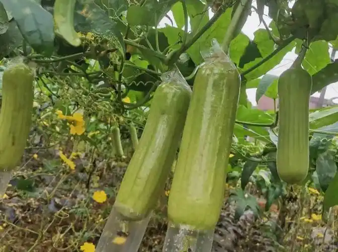 乡村振兴径口镇茶根村种植白玉丝瓜助力乡村振兴