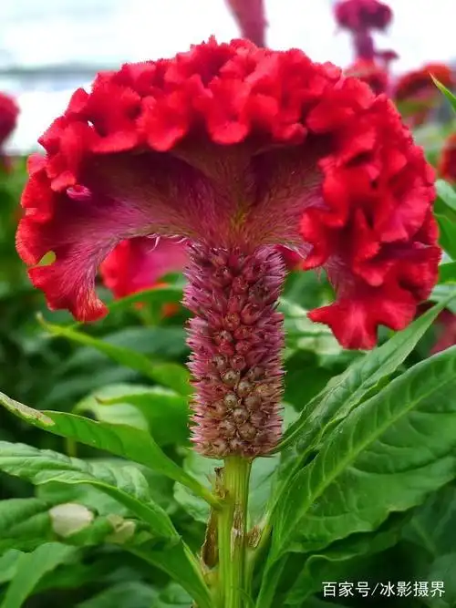 鸡冠花就像雄鸡的鸡冠一样火红美丽