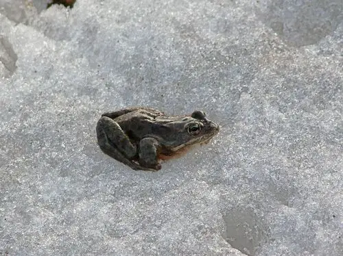 雪地青蛙暖冬现象