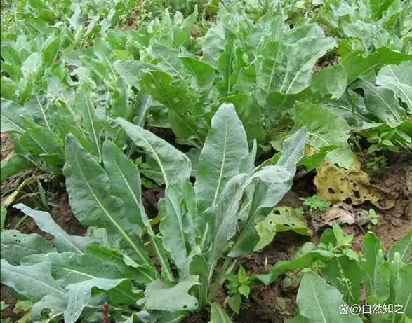药用植物——板蓝根