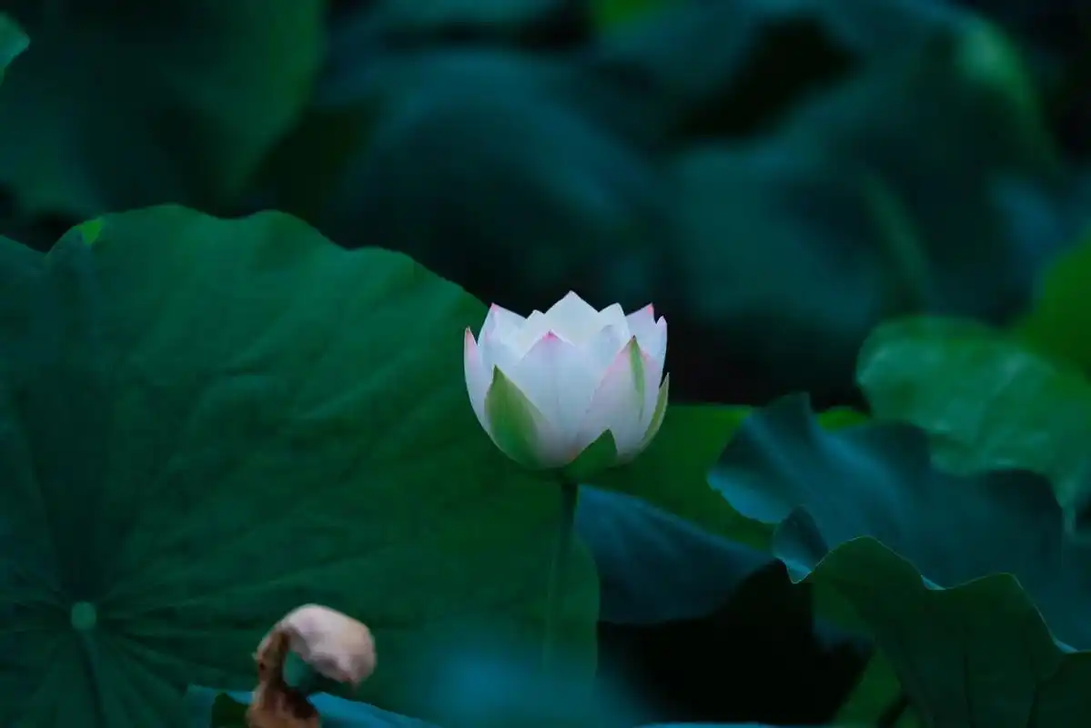 荷花,稻田,清晨的安静.#我的摄影日记 #荷塘美景 #夏日荷 - 抖音