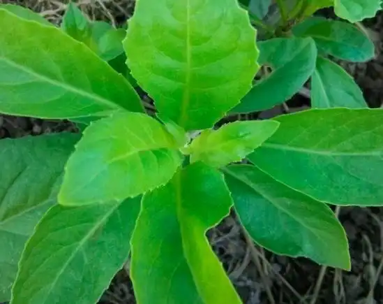 金鸡毛草可鲜用可干用? 4.老鸹瓢